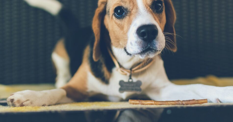 Tail Wagging the Dog