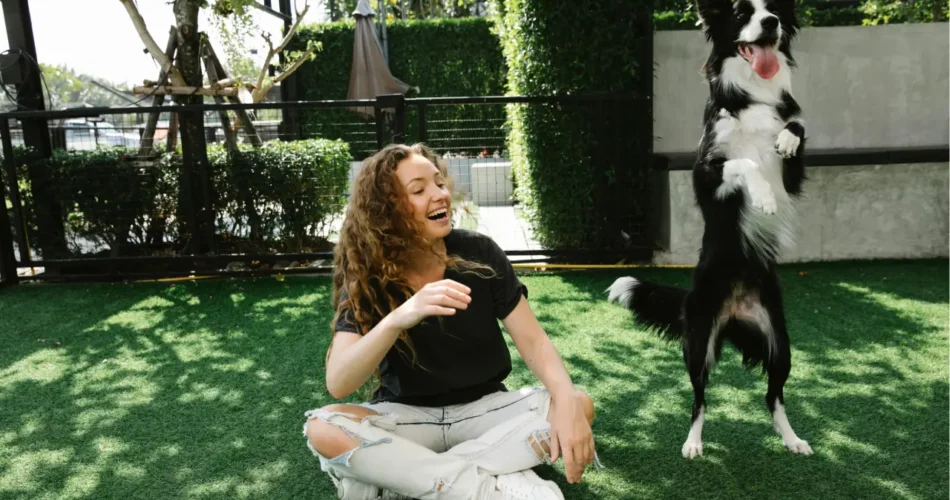How to Teach a Dog to Fetch and Retrieve